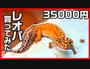 【1029日経過！】うちのレオパを紹介したら可愛過ぎた！【繁殖にも挑戦】