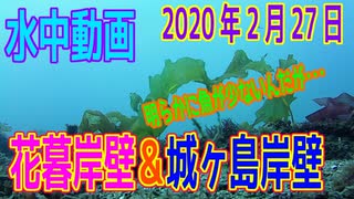 水中動画（2020年2月27日）in 花暮岸壁＆城ヶ島岸壁