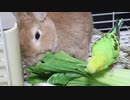 仲良しモグモグ