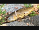 【釣り・Рыбалка в Токио】見次公園で鯉釣り、色鯉を釣り損ね、心折れる！＠上板橋～志村坂上付近【VLOG・iPhone XS】