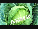 「音フェチ」【咀嚼音】イヤホン推奨！ASMR！リクエスト♪キャベツの葉をむいて食べて見た♪生野菜サラダ！