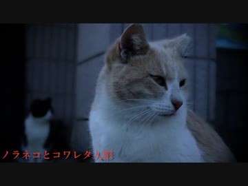 ノラネコとコワレタ人形 (inst) [オリジナル曲]