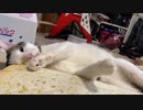 猫のフリースタイル寝返り？