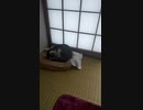 おやすみ、ねこちゃん