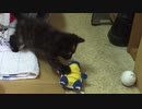 あずきの子猫時代