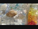 命に嫌われいてる  /夕月【ワンフレーズだけアカペラで歌ってみた】