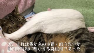 肛門の 匂い嗅がせる 猫団子