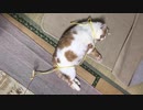 豚猫ダイエット中