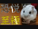 『ハムスターがひまわりの種をただただ食べる動画』の巻 A video where hamsters just eat sunflower seeds. #15【ハムスター物語】