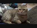 とられるカメラマン　＃153
