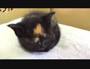 【癒し】子猫あずきのゴロゴロを聞きながら睡眠【ASMR】
