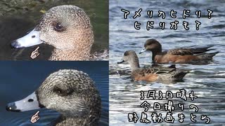 今日撮りの野鳥さん達まとめ3月3日晴れ