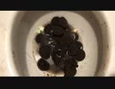 オレオのクッキーをトイレに流してみた２