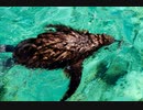 もふもふすぎて泳げないヒナペンギン