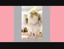 バフバフするオカメインコ（スロー再生）