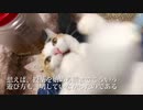 てんかん持ちのオス三毛猫、投薬と療養を経て徐々に珍妙になる