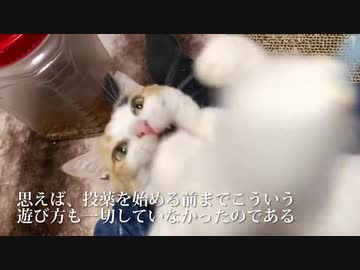 てんかん持ちのオス三毛猫、投薬と療養を経て徐々に珍妙になる