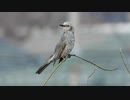 さえずるヒヨドリ