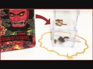 いろんな害虫を「獄激辛」で囲んだら、昆虫の「痛覚」について学べる結果になった。