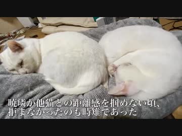 珍妙な白猫団子、半年かけてようやく完成する