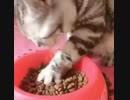 手を使う猫