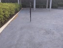 鉄棒の裏側に隠れていたのは？？？