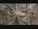 ［閲覧注意!!］再編集 外国産アシダカグモ(ライカン ハンツマン スパイダー)にゴキブリを与えてみた。(Pandercetes gracillis).