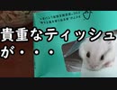 『新型コロナの影響で品薄のティッシュの中にハムスターが・・・』の巻 Hamster in tissue box・・・ #16【ハムスター物語】