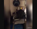逃げる猫と驚く猫