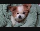 写真で振り返るうちのワンコ（パピヨン）2019年12月～2020年1月