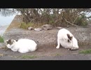 午後の堤防でぬくぬくしている猫たち~