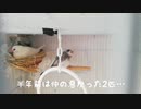 【文鳥】仲の悪い2匹を同じカゴに【半年後】