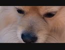2020/02/26 ニコニコ生放送アプリからの放送