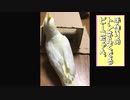 「手作りトンネルをくぐるピーコちゃん」