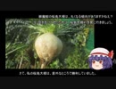 ゆっくり農民128桜島大根を育ててみませんか？#2