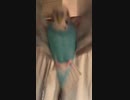 襲うインコ