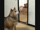 ブチ切れイーヌ