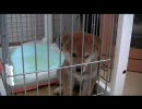 モコモコ動画(β)
