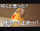 寸止め！(蔵出し動画その2！)