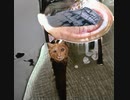ゆるうんちポケッティア最強フォートナイト