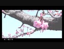 【狐面の桜が】✿『春に一番近い街』✨歌い咲かせてみた✿