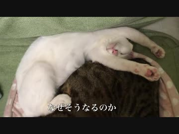 ウチューネコチャン、令和元年に寝相がえげつなくなる