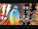 完全こちらに気づいたカワセミさん