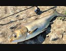 【釣り・VLOG】強風の中、荒川温泉(荒川第一調整池排水門・温排水)でレンギョ(ハクレン)を釣る！＠釣果と損失の均衡とは【iPhone XS】
