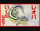 【値段はどうやって決まってるの！？】レオパの値段について説明してみた。