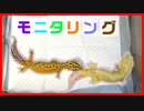 【どうなる⁉】レオパ(ヒョウモントカゲモドキ)を繁殖してみた。