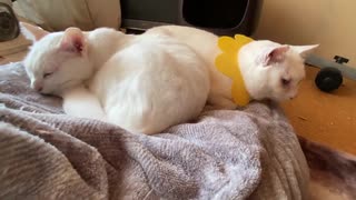 子猫部屋おじさん、ミスター母性猫に甘える