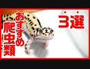 【経験談】初心者にお勧めの爬虫類を紹介します