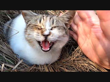 【神回!?】子猫に手をパーしたら触って～と要求された