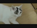 おっさんにもふもふされて興奮してきちゃった猫